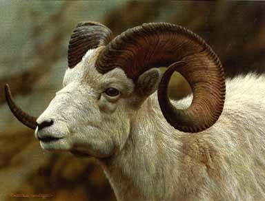 Reproductions of Carl Brenders Paintings Dall Sheep Portrait Reproductions of Carl Brenders Paintings Dall Sheep Portrait